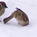 크로스핏 진주 이미지