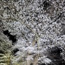 울산 벗꽃번개 4월6일 이미지