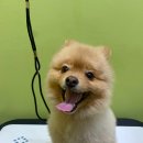 올리스 방이점 이미지