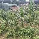 성실농장 | 주말농장 로망으로 시작했다가 당근마켓에 팔아버린 이유♡