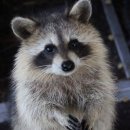 라쿤(Racoon) 이미지