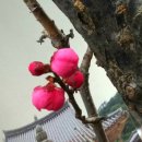 한국의 마테호른 가지산 등산코스 석남사-가지산-석남사 이미지
