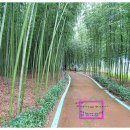 한국압화박물관 이미지