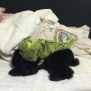 꼬망이펫샵 | 울산애견카페 : 남구 달동 퍼피마마