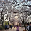 여행 마무리 원적산 벚꽃 이미지