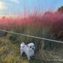 산호애견 이미지