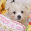 똥꼬발랄 이미지