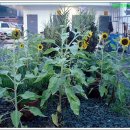 꽃밭주유소 이미지