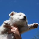 우리 강아지 이미지