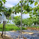 장문농장 이미지