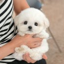 미유펫 강아지고양이 구미점 이미지