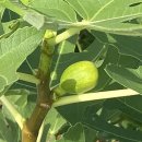 어진동_정부세종청사 중앙동 건너편 2 | 세종정부청사 옥상정원, 가을날 산책 후기 🌿