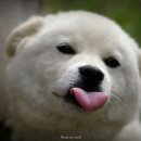 걸매 Daum카페