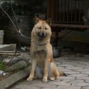 황룡켄넬 이미지