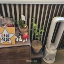 야미츄 | 안산 / 한대앞 맛집:) 정갈한 한상차림 보들보들한 보쌈 모오롱
