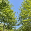 지니의 캠프 이미지