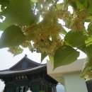 기린06 이미지