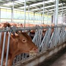 창조한우농장 | 경주 한우리팜, 한우피자만들기 동물먹이주기 아이스크림만들기