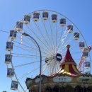 챔피언농장 | 쥬니어네이버 동물농장 아니고 시드니 이스터쇼가 맞습니다..