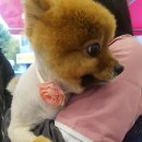 THE 예쁘개 이미지