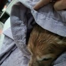 [골든리트리버 도도]여전히 <b>아기</b>같은 내<b>댕댕이</b>♡