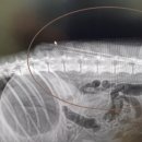 제주특별자치도 동물위생시험소 (동물보호센터) 동물병원 이미지