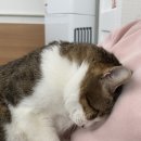 동물보육원 이미지