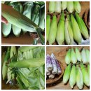 김용표 | 여름 간식 옥수수 흑미찰옥수수가 특별한 이유는? 직접 삶아본 후기와 꿀팁