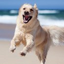 연두 동물병원 이미지