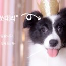 쏘냐쥬니어 네이버블로그