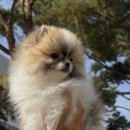 베베멍 강아지고양이분양 시흥본점 이미지