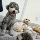 리치펫하우스 이미지