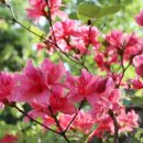 춘화농장 이미지