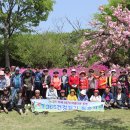 1259회 건강걷기 04월 24일 (목요일) 미사리 경정공원 왕벚꽃길 결산 이미지