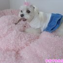 파트라슈 Daum카페