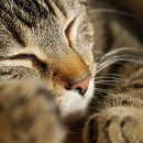 해든고양이병원 이미지