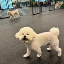 코리아 K9 애견훈련소 | 익산애견호텔 맞춤형 케어 램블 너무 좋아요