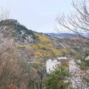 [서대문구 안산]벚꽃 보러갔다가 개나리꽃 보고 마음 달래기( feat. 내돈내산 연희화로갈비 후기)