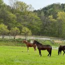 황룡목장 이미지