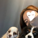 [반려견동반가능카페] 파주 애견동반 가능 카페 슬로피타운 / 실내O 주차O