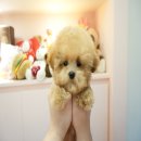 럽댕 강아지분양 이미지