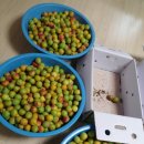 매실향기 이미지