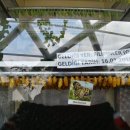 나비부화장 이미지