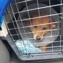 호야켄넬 이미지