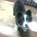 한국애견대학 이미지