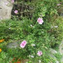 동백사랑의교회 앞 횡단보도(교회 쪽) | 서초역 맛집 피에프창 서초점 창스 치킨 레터스 랩 탄탄면 미국식 중식당 네이버 예약 생일 이벤트 10%...