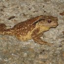 두꺼비상사 이미지