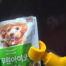 코리아펫 | ✨2026펫쇼코리아(상)- 펫쇼백 후기!🐶🐕