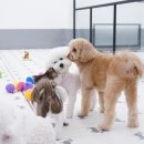 퍼피스프링 이미지