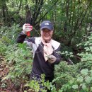 9/19-20 수목, 리더스대장님, 인제 송이채취 산행 "송이 능이 산삼 더덕 찾아 깊은 산자락 헤맨 심마니체험" 이미지